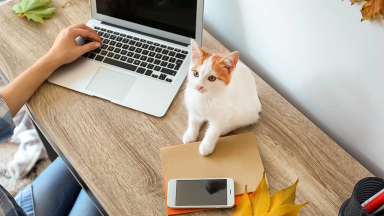 橙色和白色的猫紧挨着笔记本电脑