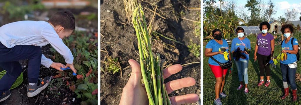 拼贴画在皇冠社区花园采用产品和志愿者